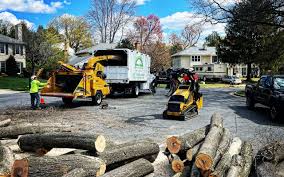 Best Tree Preservation Services  in Beaver, OK