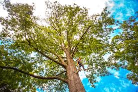 Best Tree and Shrub Care  in Beaver, OK