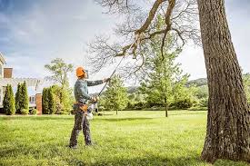 Best Commercial Tree Services  in Beaver, OK