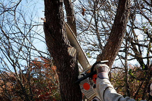 Professional Tree Care in Beaver, OK