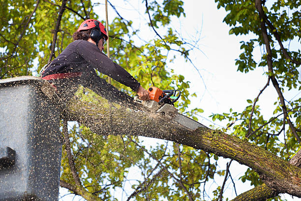 Best Firewood Processing and Delivery  in Beaver, OK